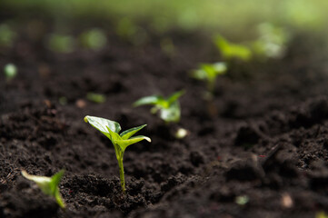 Sprouts of pepper grow in a row in an agricultural field. Crops grow in the black dirt during a period of active growth.