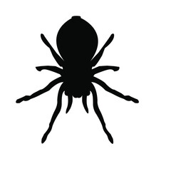 black spider icon- vector illustration. black silhouette spider icon isolated on white background. Element design for Halloween, postcard, app, poster.