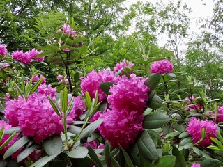 Rhododendron pink flowers