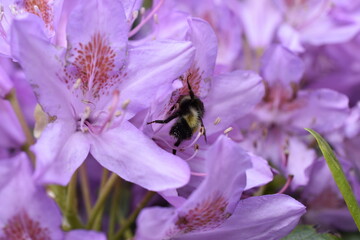 close up of a purple flower with bee04