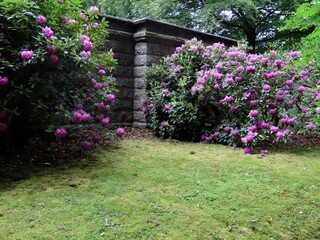 Rhododendron, grass, wall