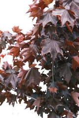 Fototapeta premium red maple leaves