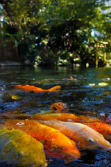 koi fish swimming in the pond near the shinto shrine in Tokyo, Japan
