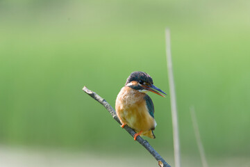 Zimorodek,Zimorodek zwyczajny,  (Alcedo atthis) ,samica zimorodka,