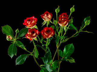orange rose on Black background