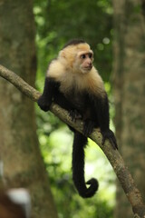White face monkey