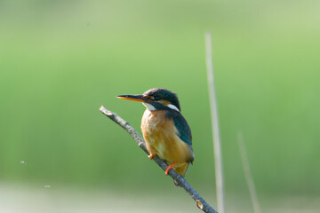 Zimorodek,Zimorodek zwyczajny,  (Alcedo atthis) ,samica zimorodka,