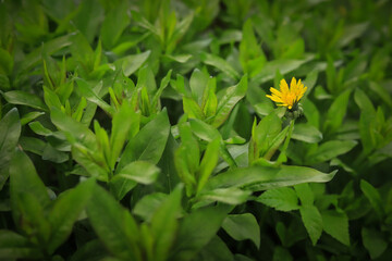 yellow dandelion flower on the background of a thicket of green leaves