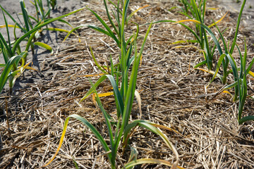 Spring crop - feathers of green onions and garlic grow in the garden.