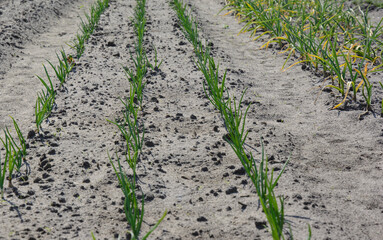 Naklejka premium Spring crop - feathers of green onions and garlic grow in the garden.