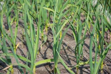Spring crop - feathers of green onions and garlic grow in the garden.