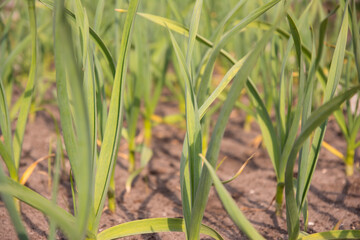 Spring crop - feathers of green onions and garlic grow in the garden.