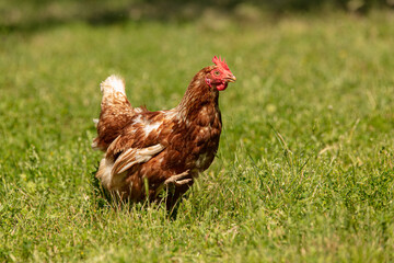 Red-headed laying hen free
