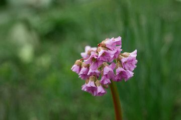 a flower on the green background