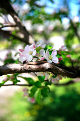 cherry blossom in spring