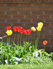 Tulips by Brick Wall
