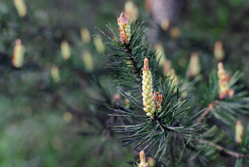 flowering pine cones in the forest on a warm spring day