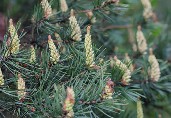 flowering pine cones in the forest on a warm spring day