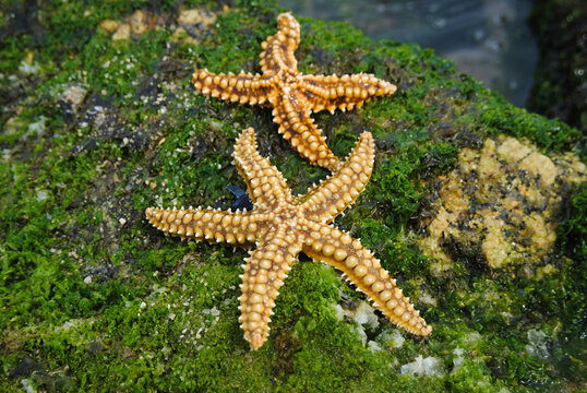 Duas estrelas do mar uma grande e outra mais pequena paradas numa rocha com pequena vegeta&ccedil;&atilde;o de cores verdes