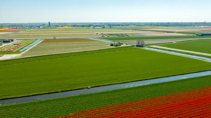 Obraz premium Aerial view of tulip fields in springtime, Holland, the Netherlands