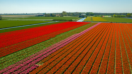 Aerial view of tulip fields in springtime, Holland, the Netherlands