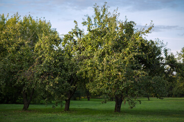 Fototapeta na wymiar Apple-tree garden with apples in the trees, crop, harvest.