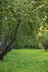 Fototapeta premium Apple-tree garden with apples in the trees, crop, harvest.