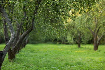 Apple-tree garden with apples in the trees, crop, harvest.