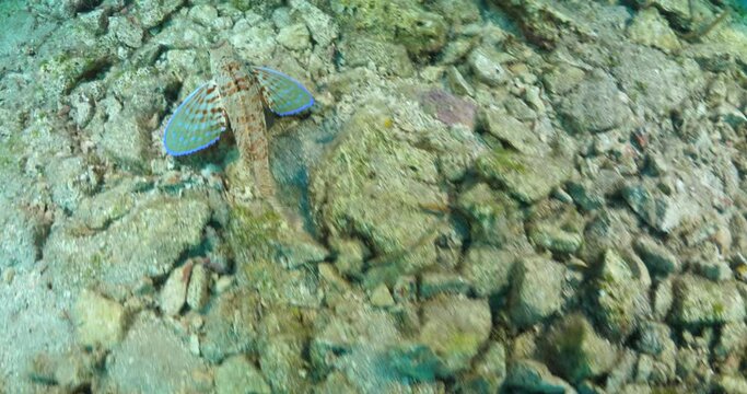 Flying gurnard Dactyloptena orientalis fish wings underwater ocean scenery