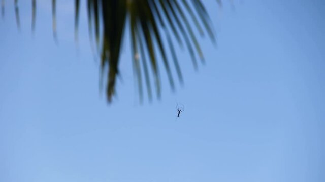 A cobweb-producing spider descends on a thin web against blue sky. Sri Lanka
