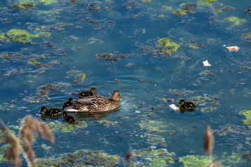 A duck and cute young ducklings in a lake in the Park, photographed on a Sunny spring day. Ducks eat bread. Beauty of nature.