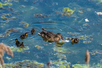 A duck and cute young ducklings in a lake in the Park, photographed on a Sunny spring day. Ducks eat bread. Beauty of nature.