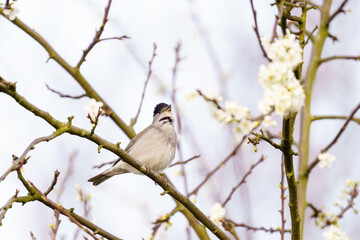 Blackcap (Sylvia atricapilla) perched on a blooming bush in spring singing, taken in London