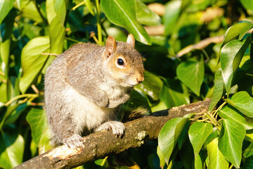 Naklejka na ściany i meble Gray Squirrel (Sciurus carolinensis) standing on branch, taken in the UK