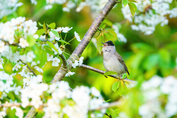 Blackcap (Sylvia atricapilla) male perched in a tree in spring blossom singing, taken in London, England