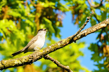 Obraz premium Blackcap (Sylvia atricapilla) male sitting on a branch singing, taken in West London