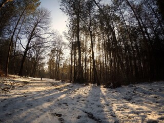 This stock photo is from a nature reserve in Hilversum, Netherlands with sun and snow during winter time!