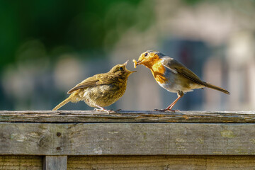 European Robin (Erithacus rubecula) juvenile being fed a meal worm by it's parent, taken in London