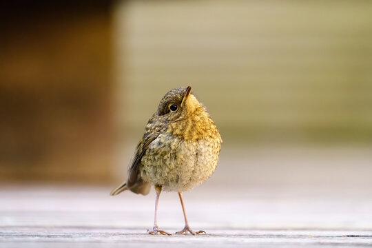 European Robin (Erithacus rubecula) with it's hea cocked to the side curiously, taken in England