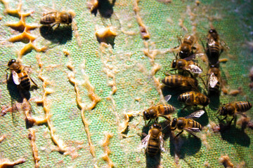 Bee macro and close-up, insects wildlife, nature and background.