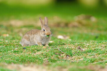 Naklejka na ściany i meble Young European Rabbit (Oryctolagus cuniculus) nibbling on a piece of leaf, taken London