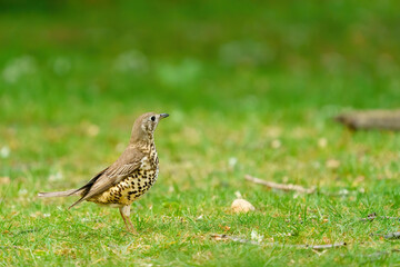 Mistle Thrush (Turdus viscivorus) standing to atention in the grass, taken in England