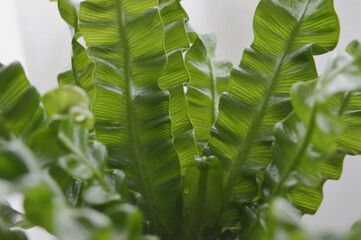 Landscape closeup photo of crispy wave fern potted plant against window