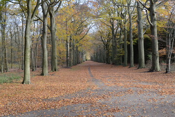 This stock photo is from a nature reserve forest in Hilversum, Netherlands during autumn time!
