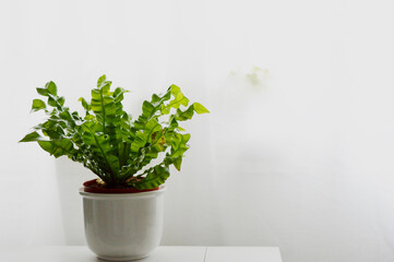 Landscape photo of potted crispy wave fern potted plant against the window