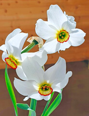 white flowers of Narcissus, against the background of a wooden wall in the sunlight