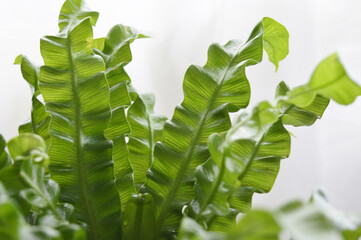 Landscape photo of crispy wave fern potted plant against window