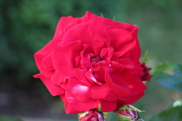 red rose