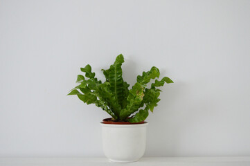 Landscape photo of potted crispy wave fern potted plant against white wall