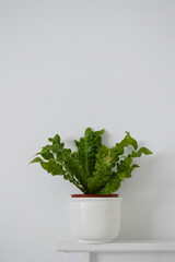 Portrait photo of potted crispy wave fern potted plant against white wall